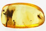 Detailed Fossil Beetle (Carabidae) in Baltic Amber #335659-1